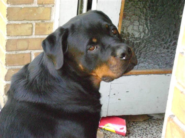 Rottweiler tiki billede 9