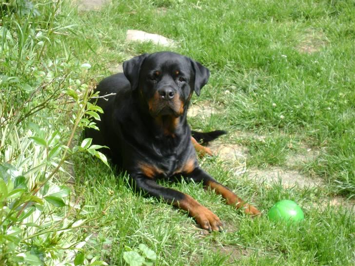 Rottweiler tiki billede 10