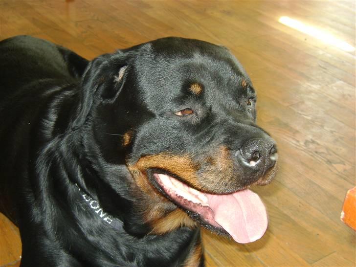 Rottweiler tiki billede 11