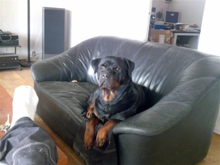 Rottweiler tiki billede 12