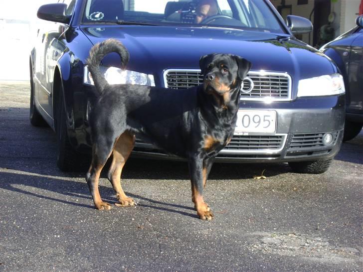 Rottweiler tiki billede 13