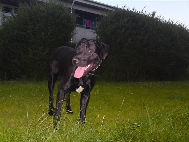 Blanding af racer Rocky billede 12