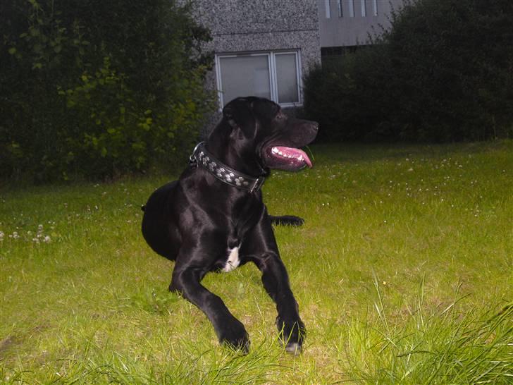 Blanding af racer Rocky billede 13