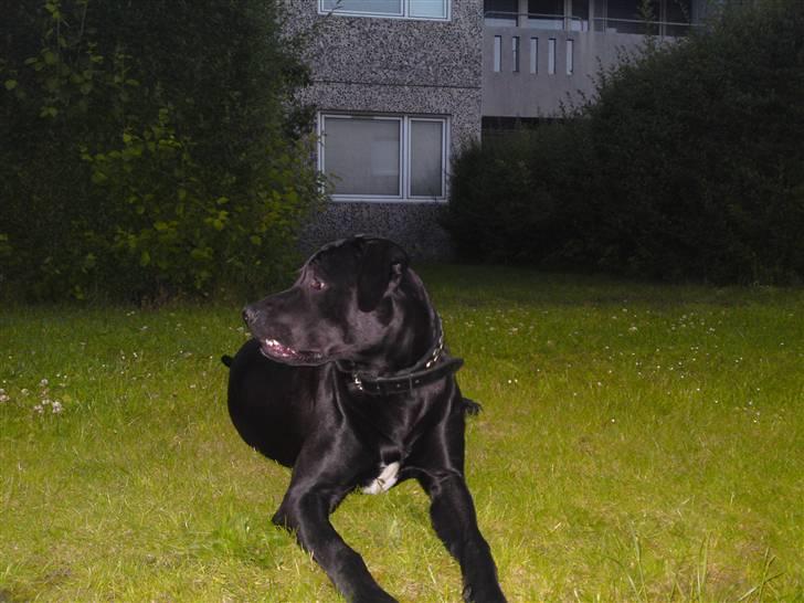 Blanding af racer Rocky billede 14