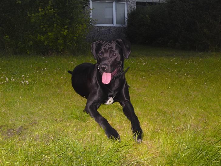 Blanding af racer Rocky billede 15