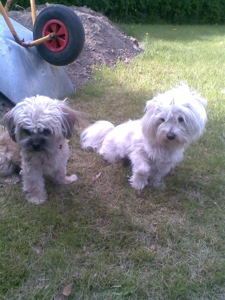 Blanding af racer Hollie billede 13