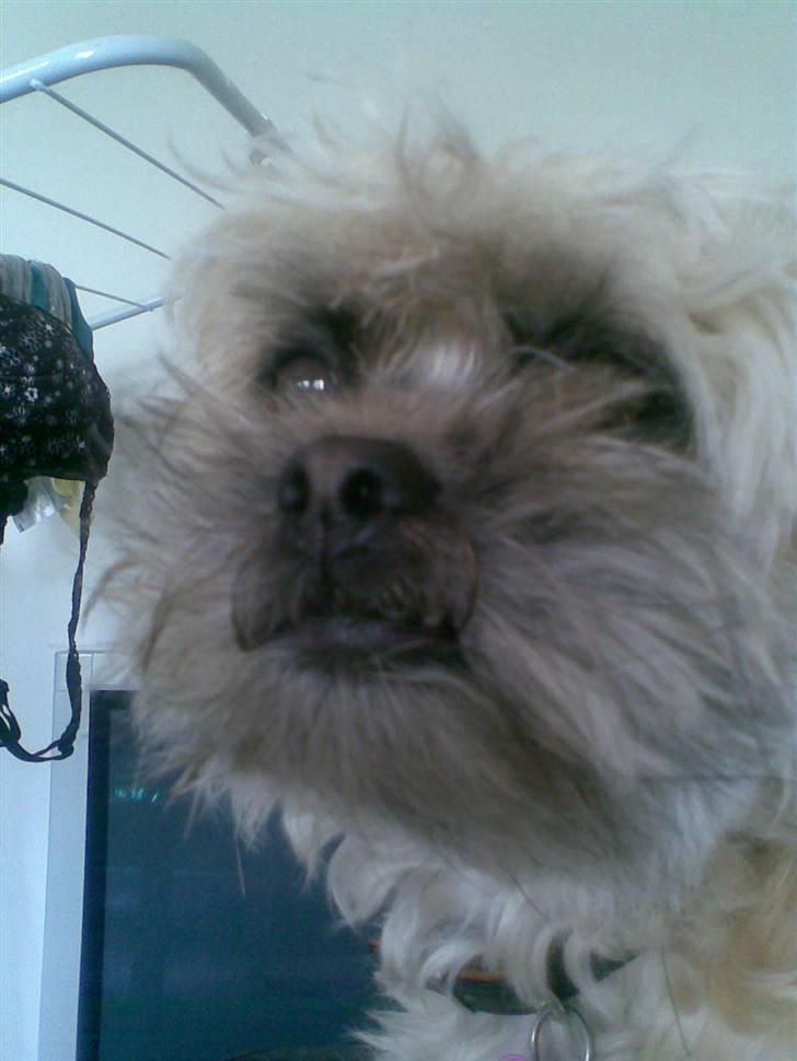 Blanding af racer Hollie billede 14