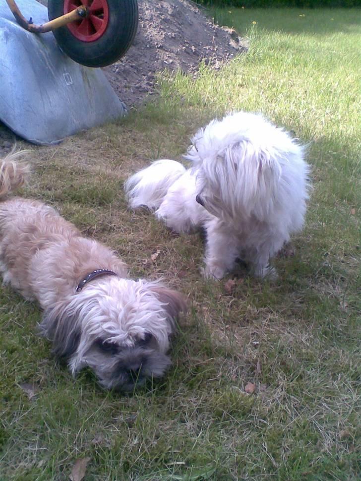 Blanding af racer Hollie billede 15