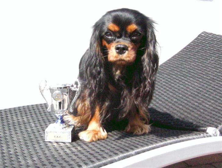 Cavalier king charles spaniel Tulle (Magic Rose) - Tulles første CAC billede 5