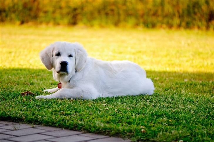 Golden retriever Brorson billede 11