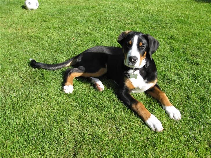 Grosser schweizer sennenhund Grosser Stars Amanda billede 8