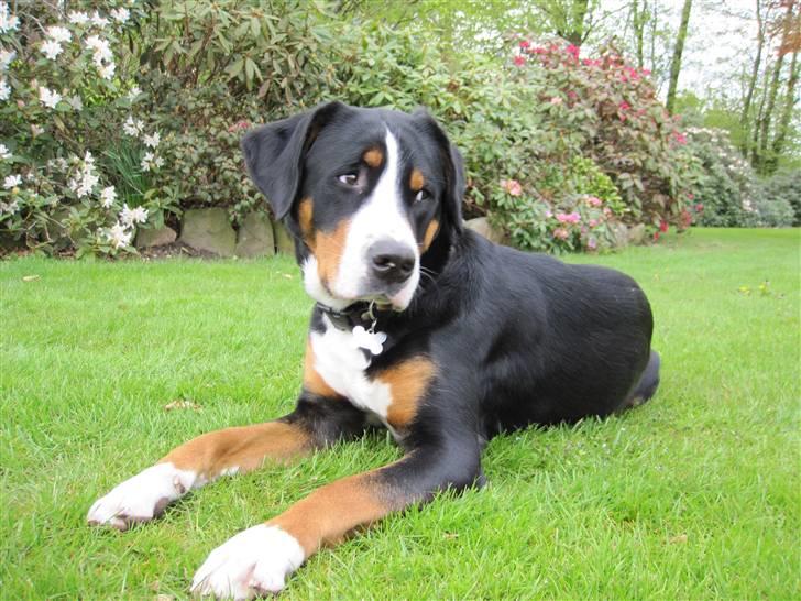 Grosser schweizer sennenhund Grosser Stars Amanda billede 9