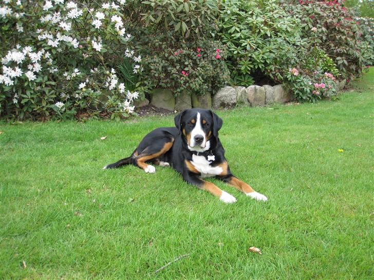 Grosser schweizer sennenhund Grosser Stars Amanda billede 10