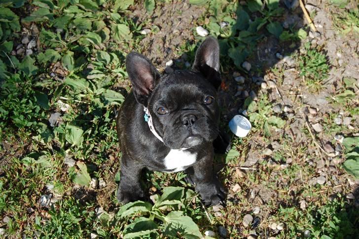 Fransk bulldog Countes Dracula - 17/6-2009 billede 8