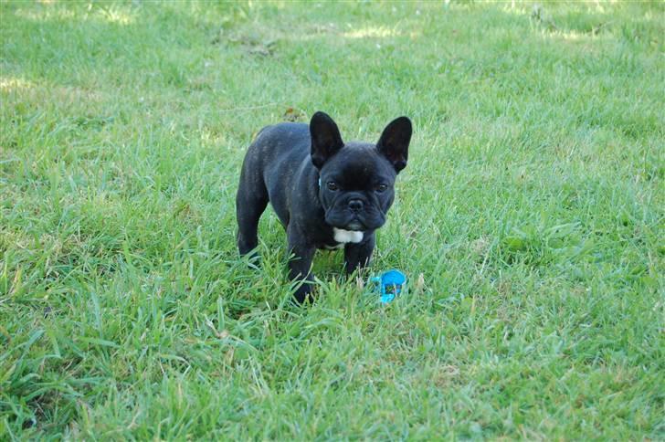 Fransk bulldog Countes Dracula - 17/6-2009 billede 9