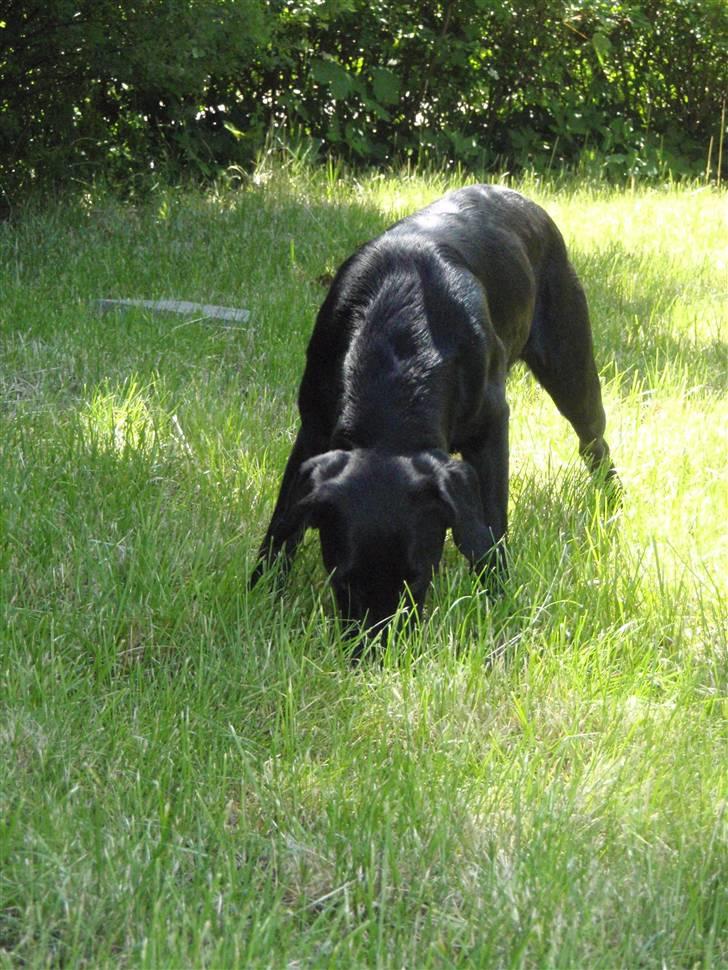 Labrador retriever Sille - Hvad gemmer sig i græsset billede 8