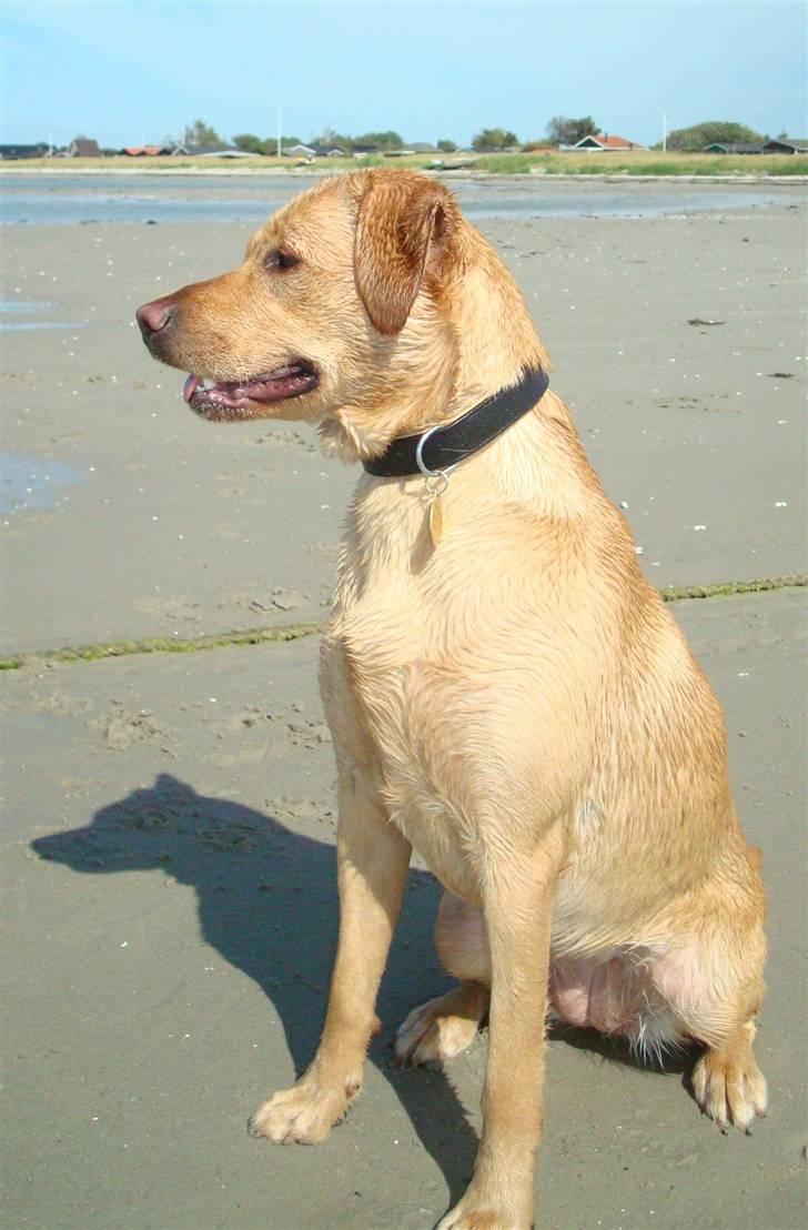 Labrador retriever Maggie billede 9