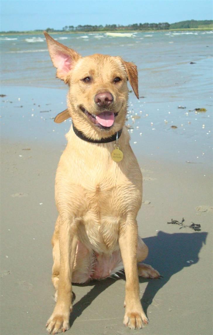 Labrador retriever Maggie billede 10