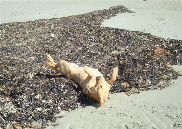 Labrador retriever Maggie - En god strand tur billede 11