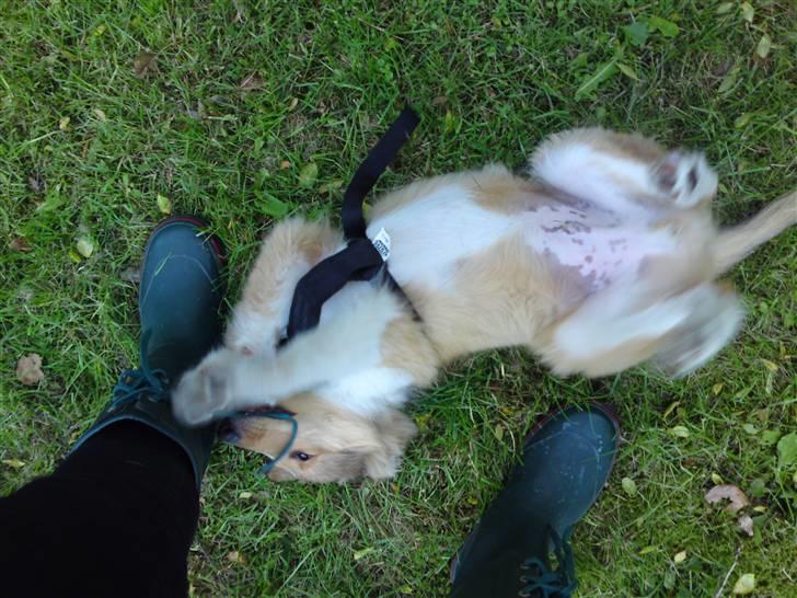 Collie langhåret Lucas billede 6