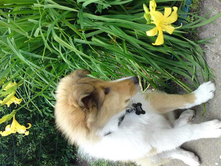 Collie langhåret Lucas billede 7