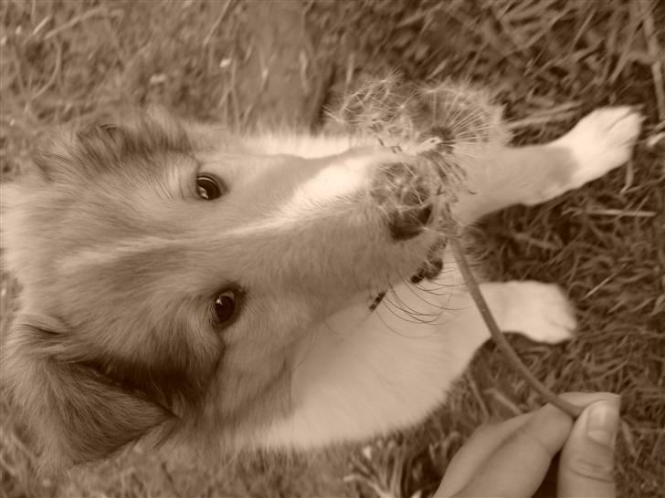 Collie langhåret Lucas billede 8