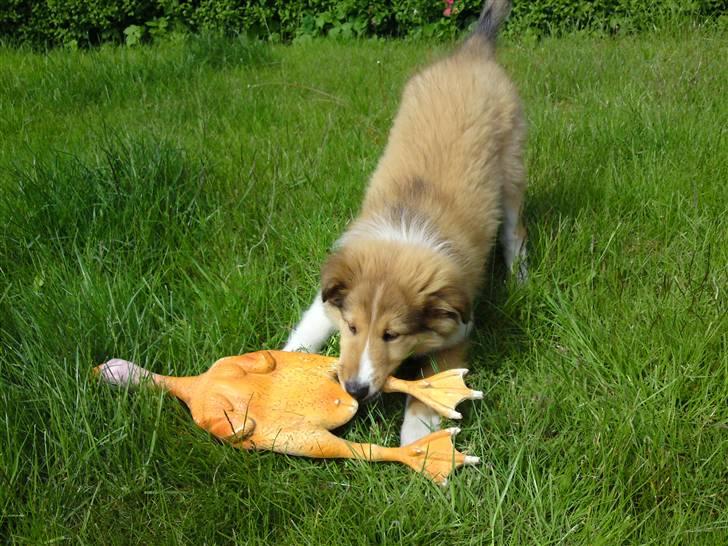 Collie langhåret Lucas billede 9