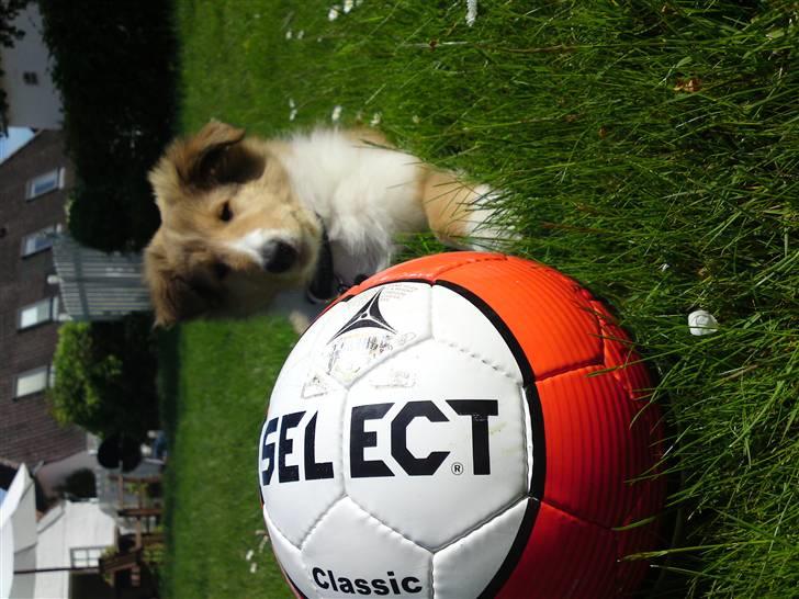 Collie langhåret Lucas billede 10