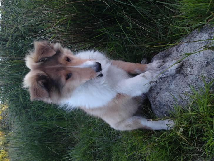 Collie langhåret Lucas billede 11