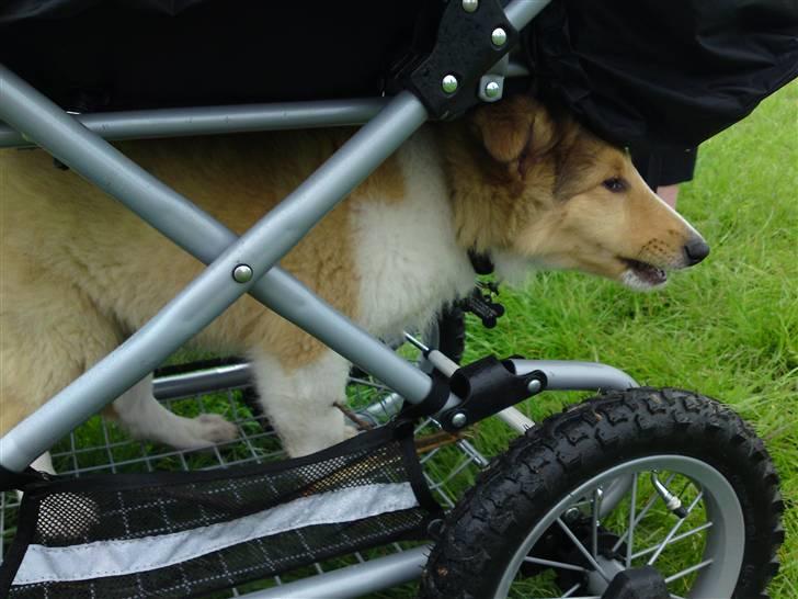 Collie langhåret Lucas billede 12