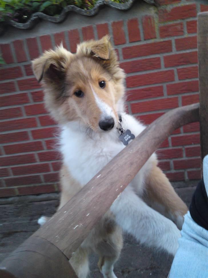 Collie langhåret Lucas billede 13