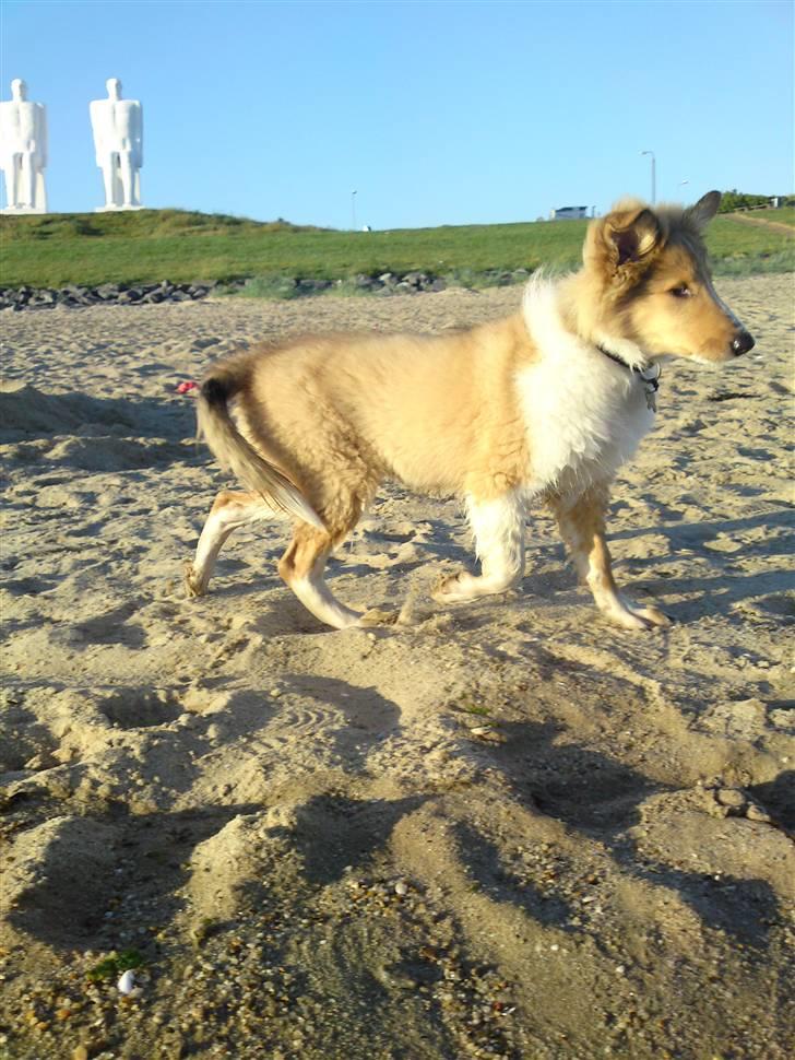 Collie langhåret Lucas billede 14