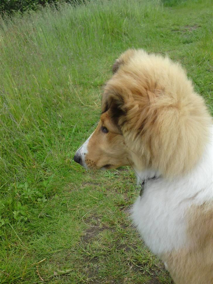 Collie langhåret Lucas billede 15
