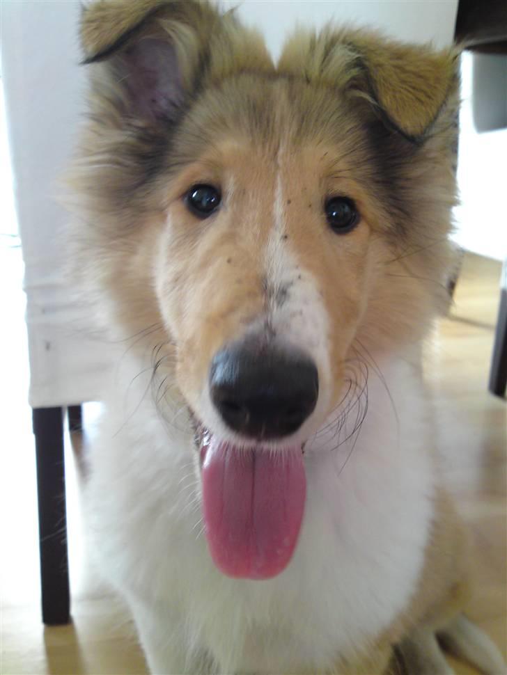 Collie langhåret Lucas billede 16