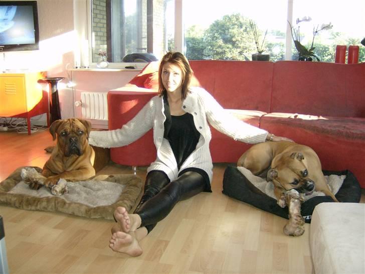 Dogue de bordeaux Zeus billede 17