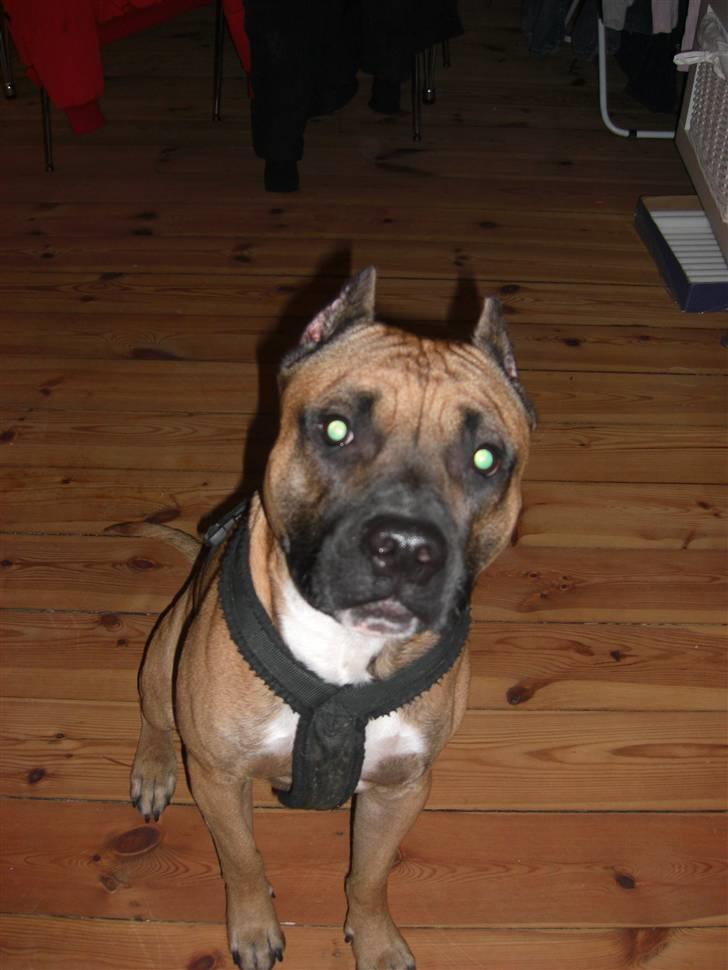 Amerikansk staffordshire terrier Tyson - tyson 1½År billede 7
