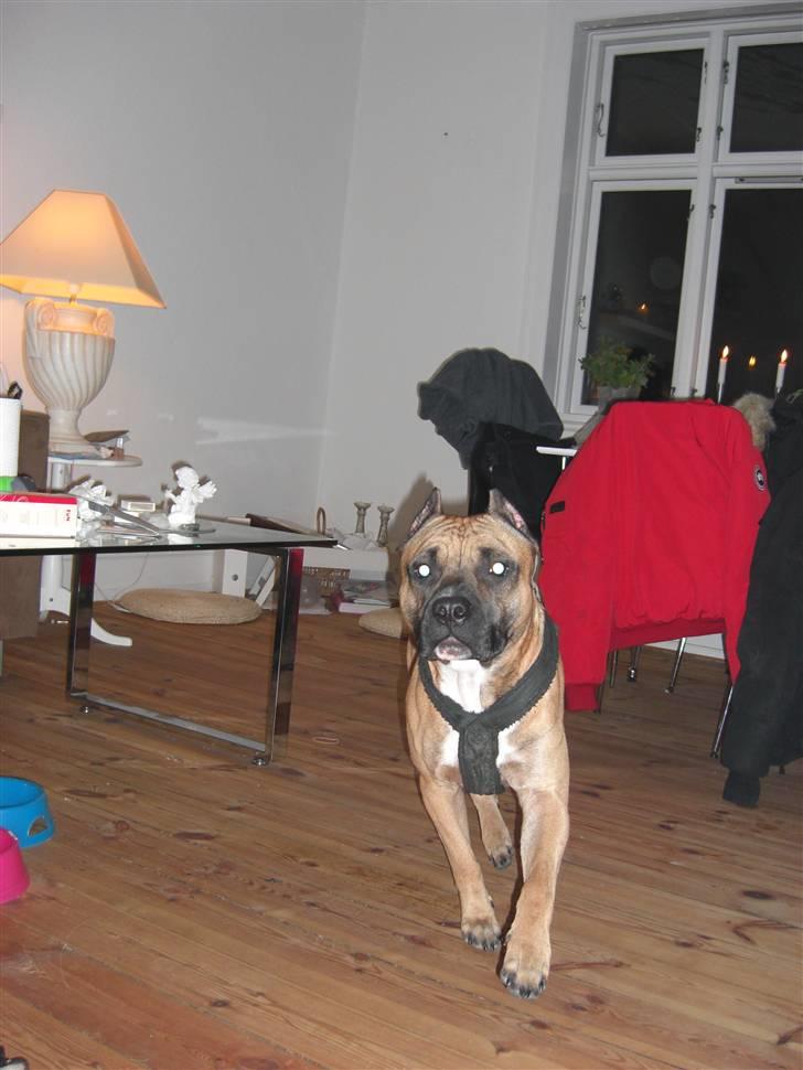 Amerikansk staffordshire terrier Tyson billede 8