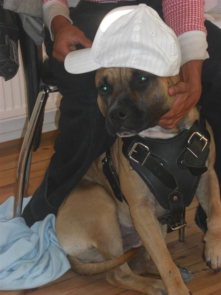 Amerikansk staffordshire terrier Tyson - Er jeg ikk Flot. billede 9