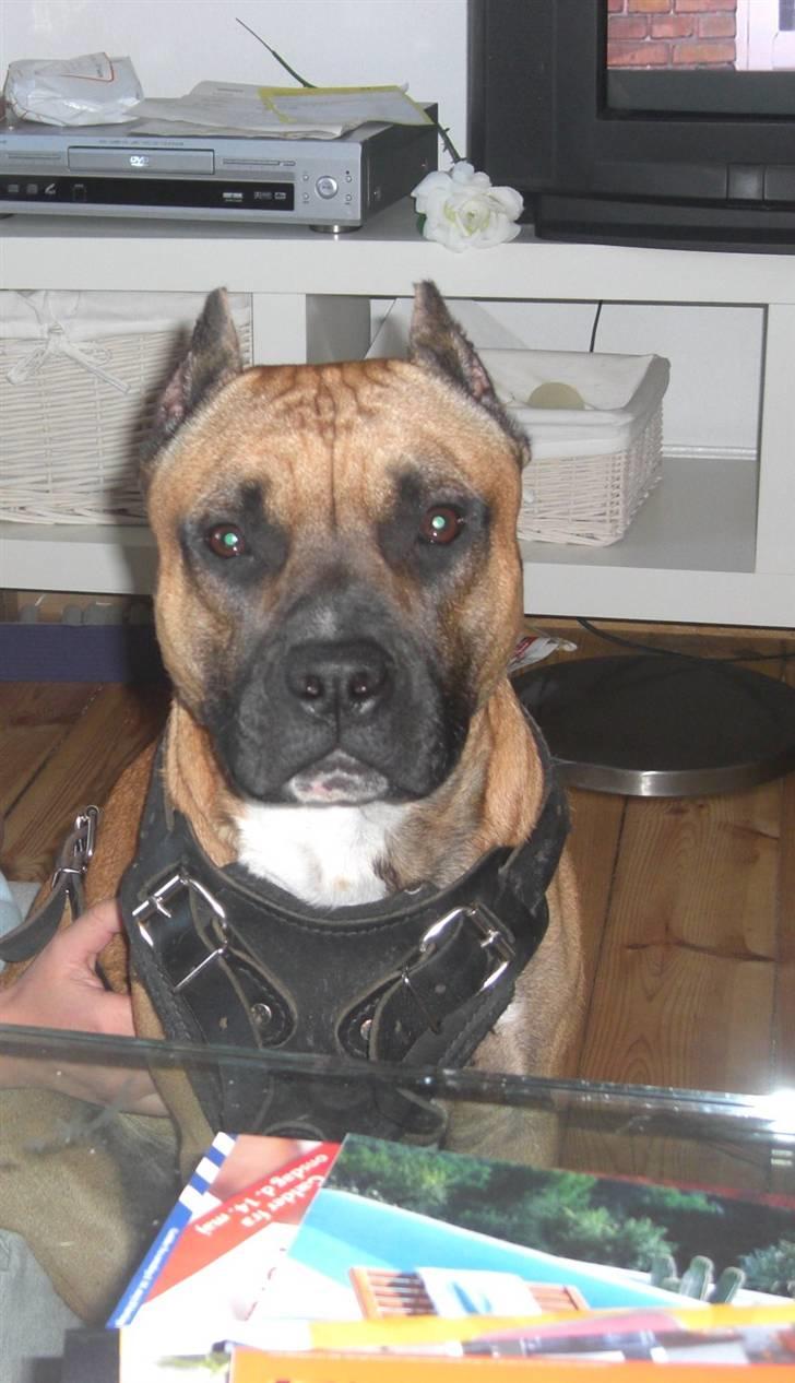 Amerikansk staffordshire terrier Tyson billede 10