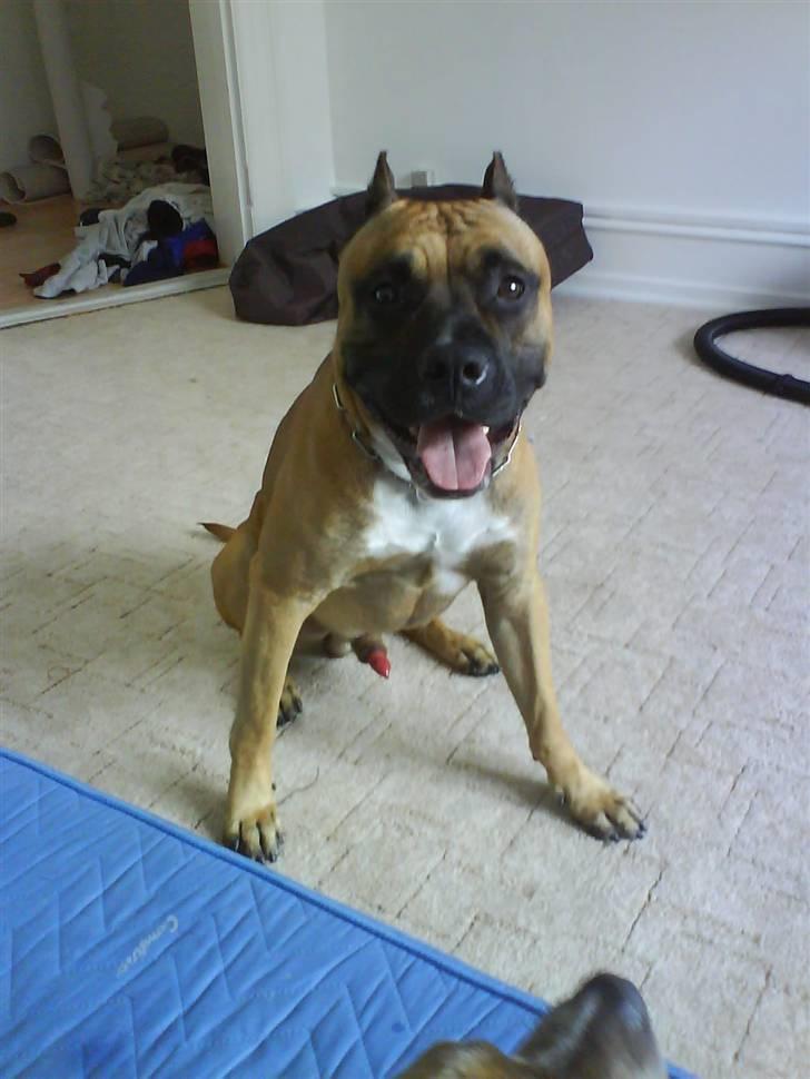 Amerikansk staffordshire terrier Tyson - Fars Dreng ;D billede 11