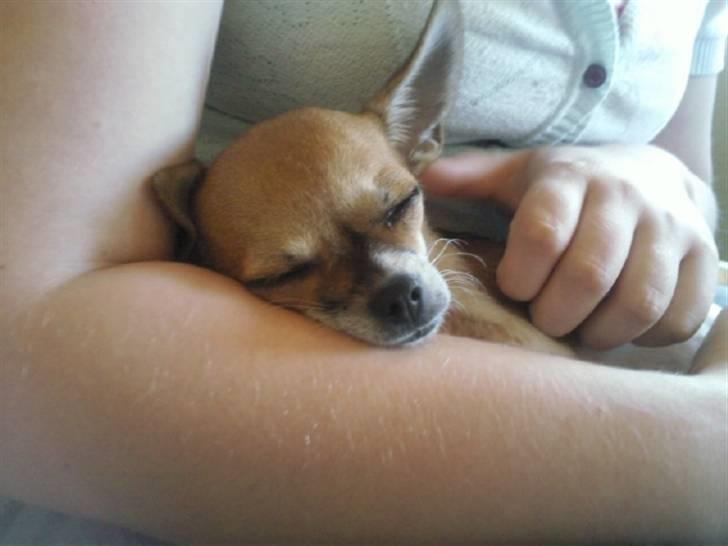 Chihuahua Bella - Det er sørme hårdt at være lille. billede 1