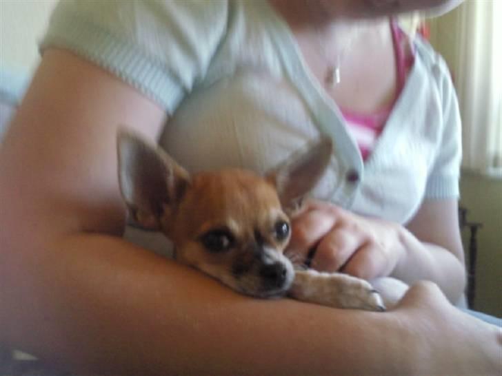 Chihuahua Bella - Holder øje med dig ;) billede 2