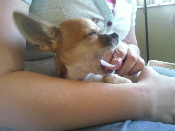 Chihuahua Bella - Puha det er hårdt. billede 3