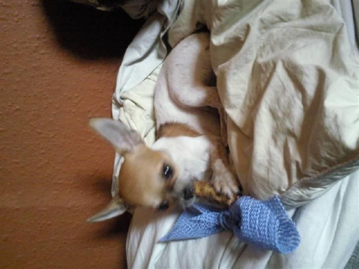 Chihuahua Bella - Mmmm  billede 4