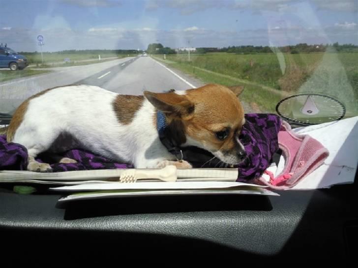 Chihuahua Bella - Her kan jeg se det hele bedre end at sidde på sædet. Men slut nu har fået transportkasse. billede 5