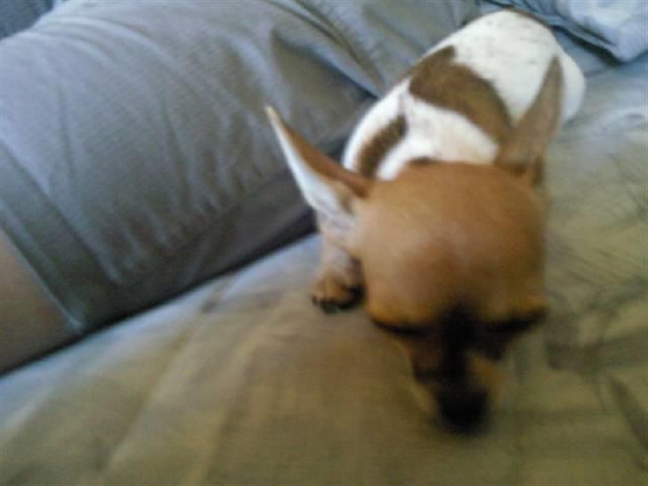 Chihuahua Bella - Vil selv komme op i sofaen.. Kan bare ikke.. billede 6