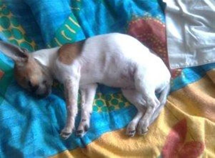 Chihuahua Bella billede 7