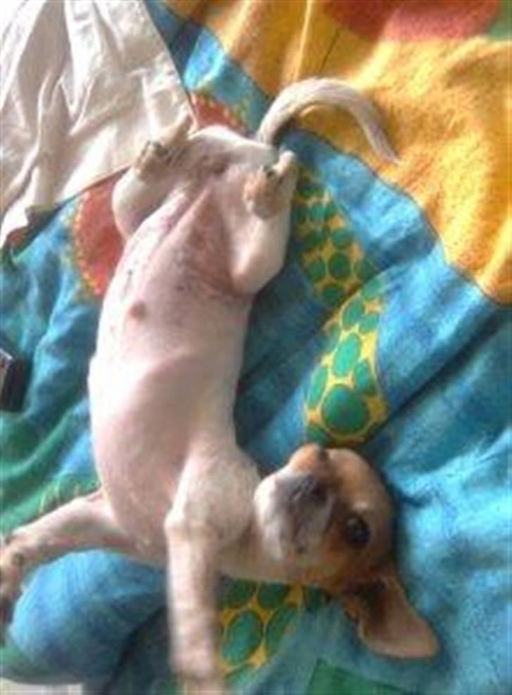 Chihuahua Bella - Lege ??? ;) billede 8