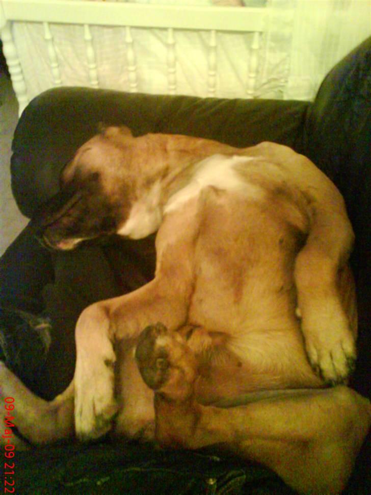 Amerikansk staffordshire terrier Tyson - tager mig lig en LUr billede 12