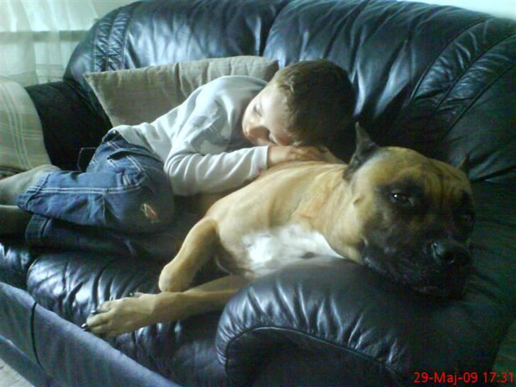 Amerikansk staffordshire terrier Tyson - Mig og Jakob sover lige ZzZZzzZZ billede 13